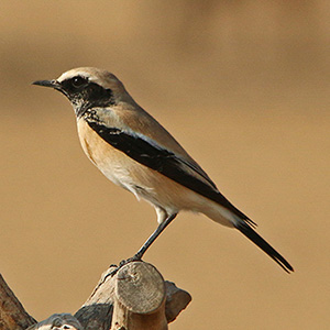 Desert Wheatear